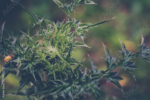 Photos Close-up of a wild green thistle plant with sharp prickly leaves and a developing flower bud in a natural field