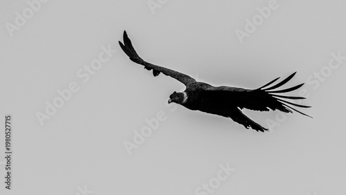 Foto Majestic Andean condor soaring with wings spread wide against a clear pale sky, black and white wildlife photography