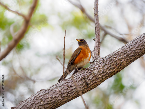 Photos 木の上で周りを見渡しているアカハラ