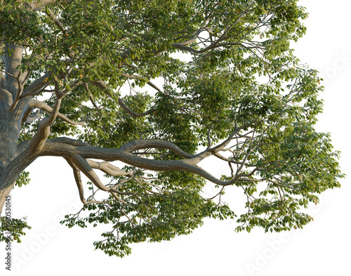 Bild auf Leinwand Quercus alba tree, corner view, cutout, isolate, transparent background, Detailed close-up of a vibrant green tree branch with lush leaves, perfect for nature themes