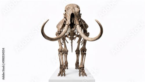 3D Rendered Woolly Mammoth Skeleton Front View on Museum Pedestal Isolated on White Background, Detailed Prehistoric Fossil with Large Curved Tusks