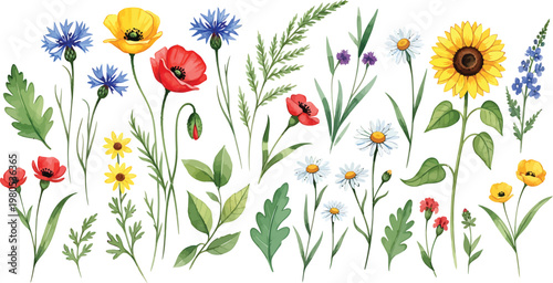 Colorful Flowers Illustration on White Background