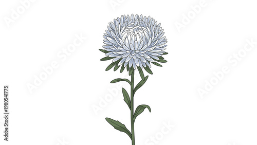 Detailed botanical illustration of a single light blue aster flower on a long green stem over a white background.