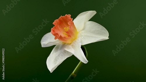 White And Orange Narcissus Flower With Water Drops On Green Background
