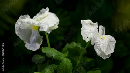 White Ruffled Pansy Flowers With Green Leaves And Raindrops