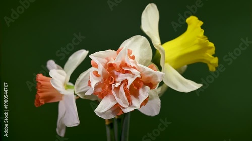 Vibrant Bouquet Of Different Narcissus Flowers On a green Background