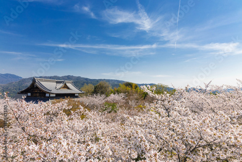 Quadro su tela 京都　将軍塚青龍殿　庭園の桜　横位置