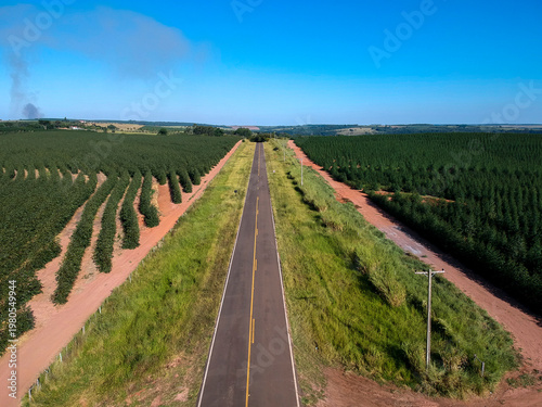 Wallpaper Mural Aerial view of a road crossing agricultural land in Brazil, with coffee plantation rows on the left and eucalyptus cultivation on the right, Torontodigital.ca