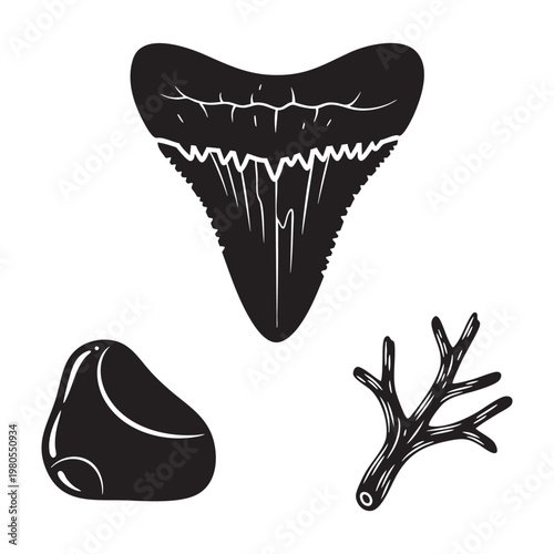 Beach treasures with shark tooth sea glass and a coral