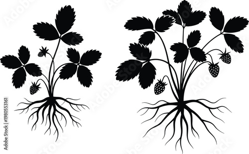 Strawberry plant silhouette illustration, botanical root system design for agriculture and gardening concept