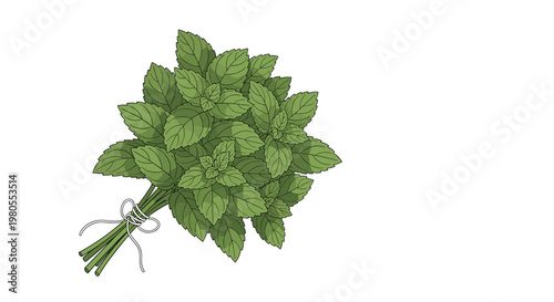 Fresh bunch of green mint leaves tied together with a white string string placed against a clean white background for cooking.