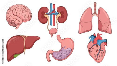 Medical chart features detailed diagrams of human organs including the heart, lungs, stomach, liver, and kidneys on a plain background.