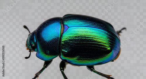 Close up of a metallic blue green iridescent beetle with detailed exoskeleton