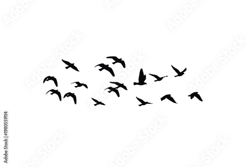 A flock of birds in dynamic flight captured as a striking black silhouette