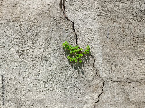 Small green plant on rough concrete texture