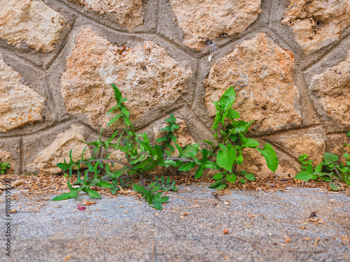Small plants growing between paving stones