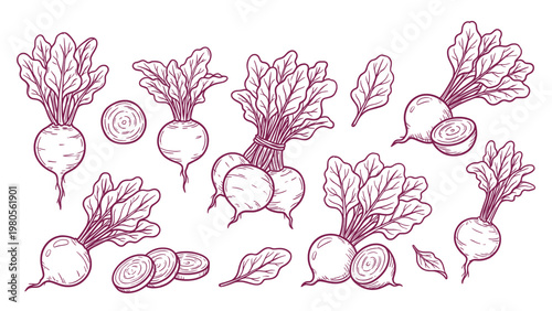 Beetroot Hand Drawn Line Art Collection with Bunch Roots Leaves and Slices