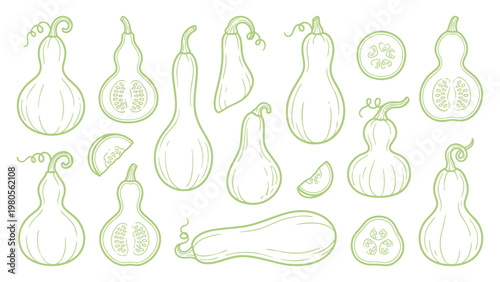 Bottle Gourd Vector Set Hand Drawn Calabash Lauki Whole Cut and Slice Collection