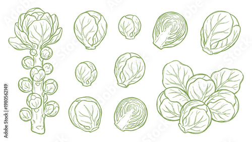 Konstfotografi Brussels Sprouts Vector Set Hand Drawn Sprout Cabbage Whole Cut and Plant Collec