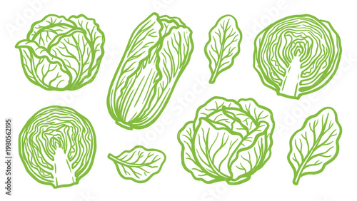 Cabbage Vector Set Hand Drawn Green Cabbage and Chinese Cabbage Collection