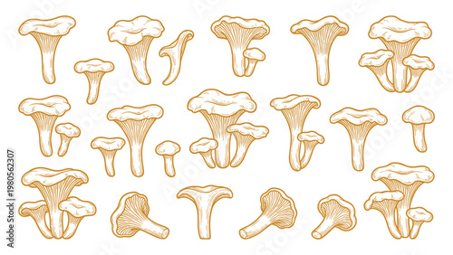 Chanterelle Mushroom Vector Set Hand Drawn Chanterelle Mushrooms Collection
