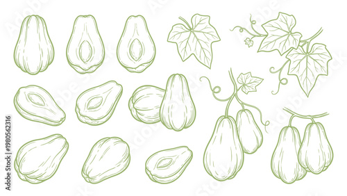 Chayote Vector Set Hand Drawn Chayote Squash Whole Cut and Vine Collection