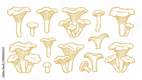 Chanterelle Mushroom Vector Set Hand Drawn Chanterelle Mushrooms Various Shapes Collection
