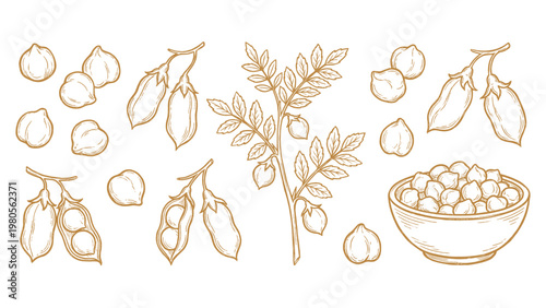 Chickpea Vector Set Hand Drawn Chickpeas Pods Plant and Bowl Collection
