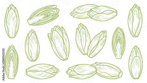 Endive Vector Collection Hand Drawn Belgian Endive Whole Halved and Leaf Layers Set