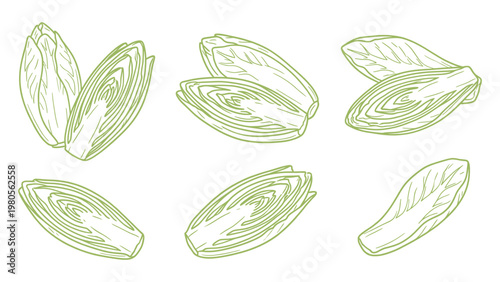 Endive Vector Set Hand Drawn Belgian Endive Whole and Halved Chicory Illustration