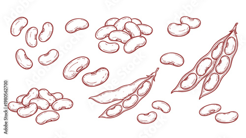 Kidney beans seeds and pods hand drawn outline illustration set