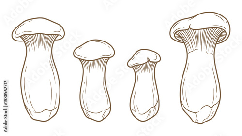 King oyster mushrooms different sizes hand drawn outline illustration set