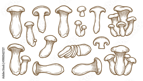 King oyster mushrooms whole cluster and slices hand drawn outline illustration set