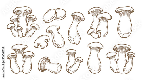 King oyster mushroom collection whole cluster slices and cuts hand drawn outline illustration