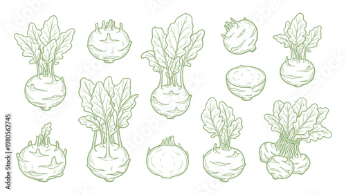Kohlrabi bulbs leaves and slices hand drawn outline illustration set