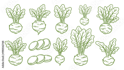 Kohlrabi bulbs leaves and slices collection hand drawn outline illustration set