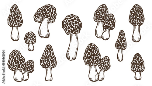 Morel mushrooms various shapes hand drawn outline illustration set