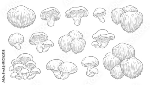 Lion mane mushrooms whole clusters and cuts hand drawn outline illustration set