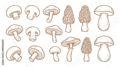 Mushroom varieties including button and morel hand drawn outline illustration set