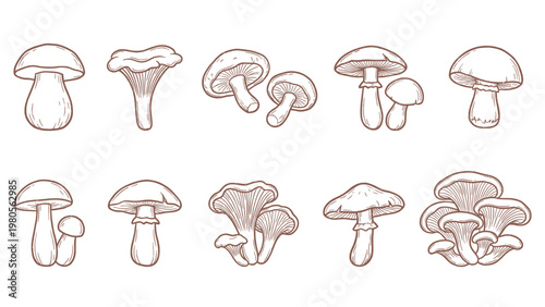 Hand drawn mushroom collection including porcini chanterelle and button mushrooms