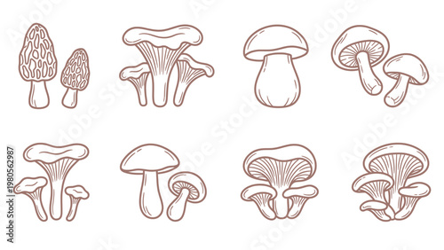 Hand drawn mushroom set with chanterelle porcini and morel illustrations