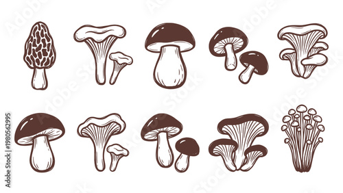 Hand drawn mushroom collection with porcini chanterelle morel and enoki
