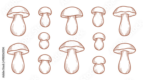 Hand drawn porcini mushroom set line art illustration