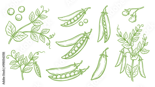 Hand drawn green peas pods and plant line art set