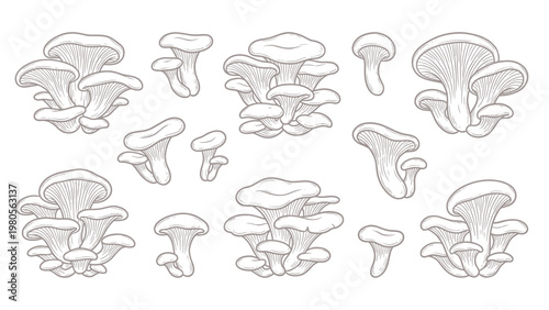 Hand drawn oyster mushroom clusters and single caps line art set