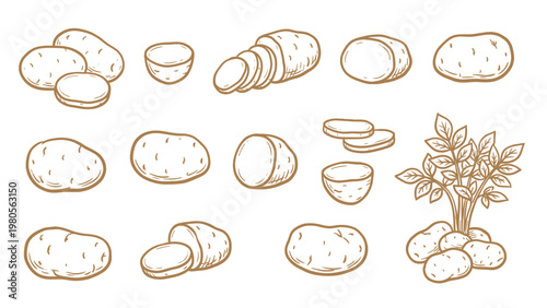 Hand drawn potato set line art illustrations
