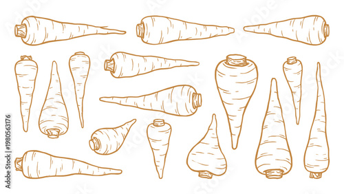 Hand drawn parsnip roots variety line art set