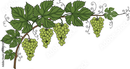 Detailed illustration of vibrant green grape clusters hanging from a lush vine with detailed leaves and curling tendrils, perfect for wine labels, food packaging, or agriculture.