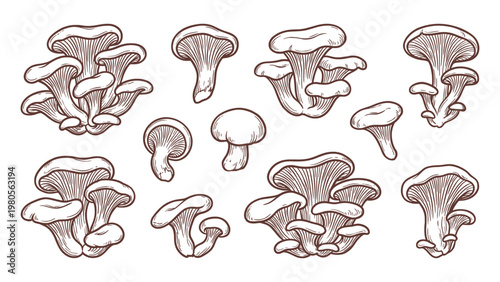 Hand drawn oyster mushroom set with clusters and individual caps