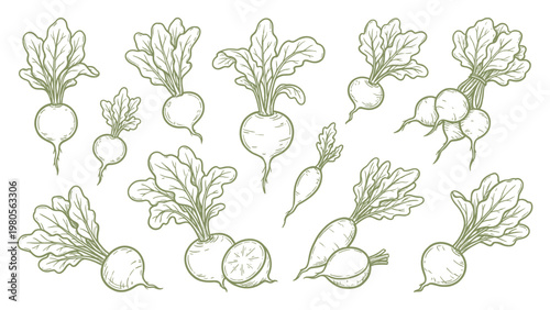 Hand drawn radish collection with leaves line art set